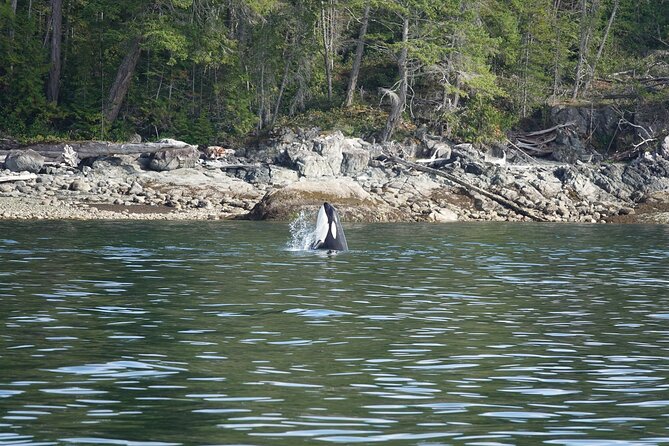 6 Hour Zodiac Whale Watching Tour - Accessibility and Conditions