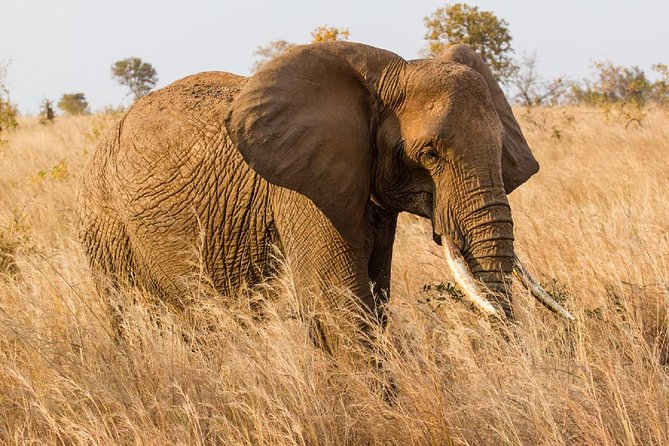 7-Day Great Migration Safari - Highlights of the Tour