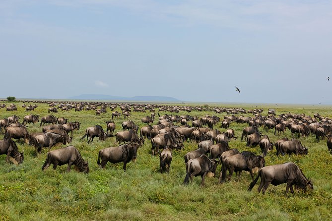 7 Days Safari. Serengeti, Tarangire, Lake Manyara & Ngorongoro Crater. - Traveler Reviews