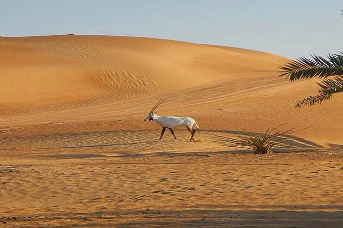 7-Hour Small Group 4x4 Desert Safari Tour With Buffet Dinner in Dubai - Cancellation Policy