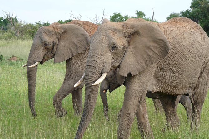 8 Days Amboseli Great Rift Valley Lakes & Masai Mara - Group Size and Weather