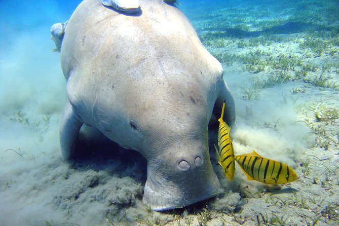 Abu Dabbab Over Day - Snorkel With Turtles & Dugong From Hurghada - Hurghada - Exploring the Colorful Reefs