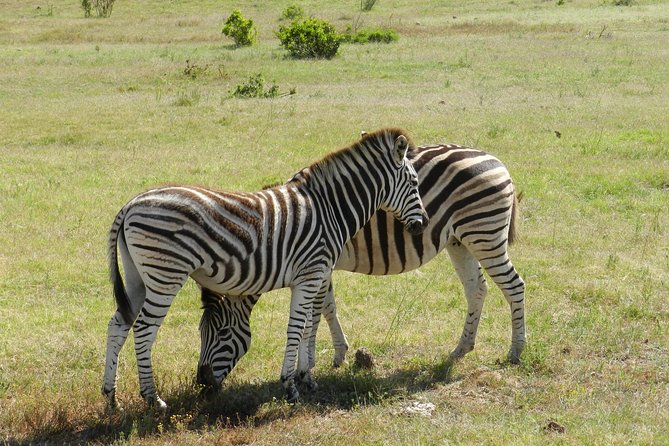 Addo Elephant 5 Hour Morning Safari. - Inclusions and Fees