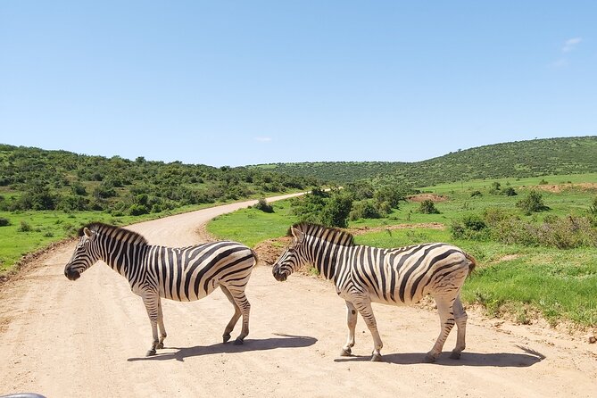 Addo Elephant National Park Full Day Safari - Dining Experience