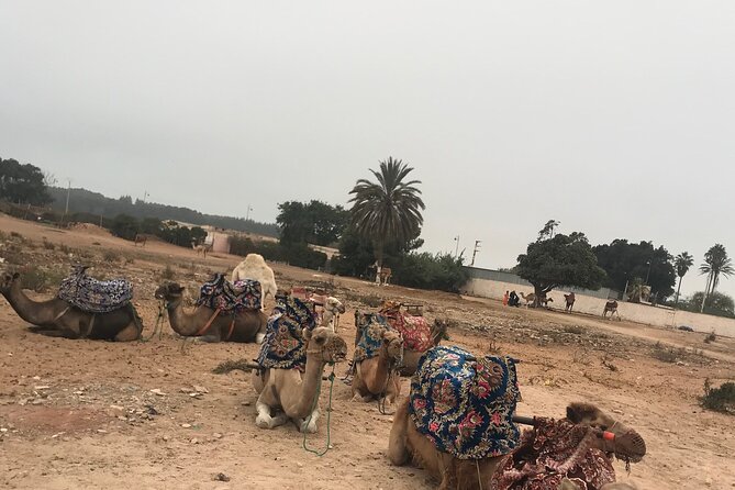 Agadir Camel Riding - Berber Village Visits