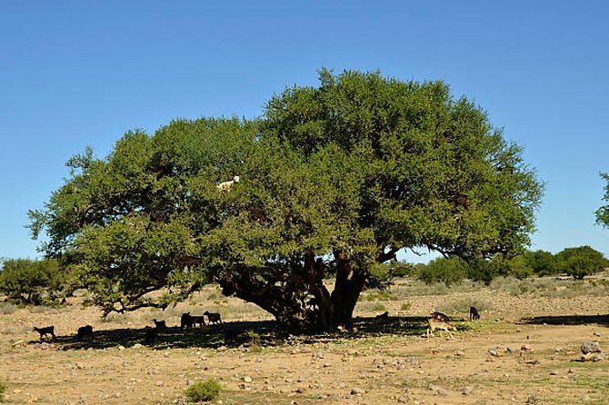 Agadir Morocco 4WD Sahara Tours With Lunch - Explore the Souss-Massa Region