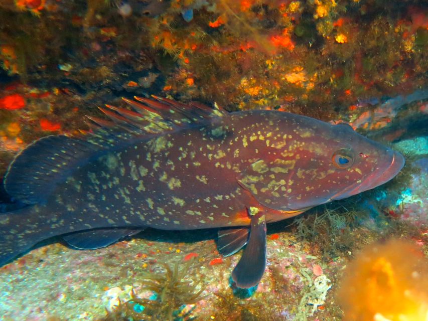 Ajaccio: Beginners Scuba Dive With Experienced Instructor - Underwater Exploration Begins