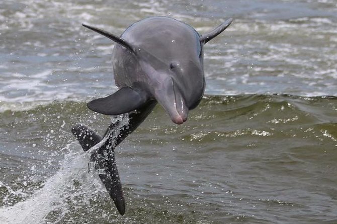 Alabama Gulf Coast Dolphin Cruise - Exploring the Alabama Coastline