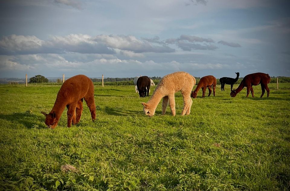 Alpaca Meet & Greet - Directions to the Location