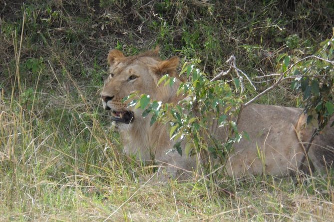 Amboseli National Park Day Tour From Nairobi - Driver/Guide and Local Guide