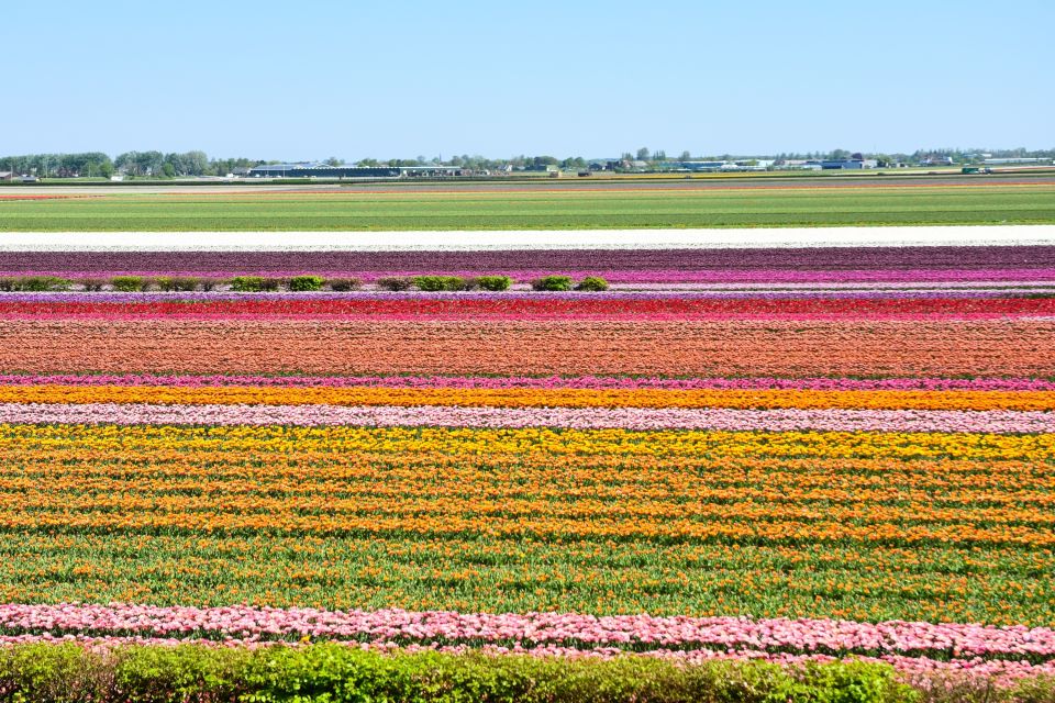 Amsterdam: Keukenhof and Zaanse Schans Live Guided Day Tour - Customer Reviews and Feedback