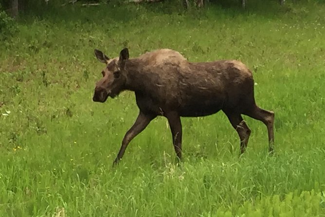 Anchorage City Tour W/ Taste of Wild Smoked Salmon & Reindeer Sausage - Customer Reviews