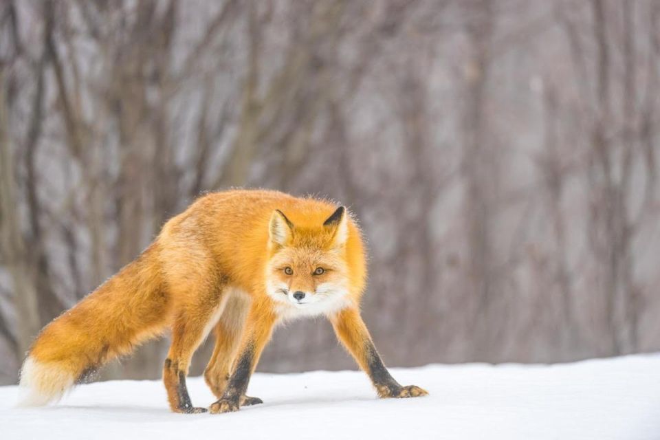 Anchorage: Winter Wonderland Photo Tour - Gear and Equipment