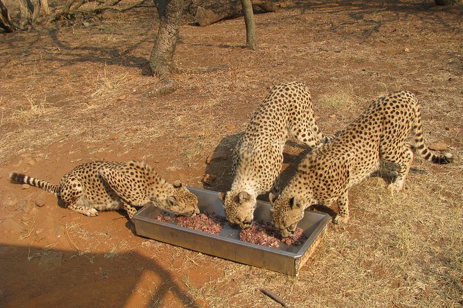 Ann Van Dyk Cheetah Centre Tour From Johannesburg or Pretoria - Guided Tour and Animal Interactions