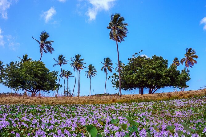 Antigua Shore Excursion: Round Island Tour - Accessibility and Cancellation Policy