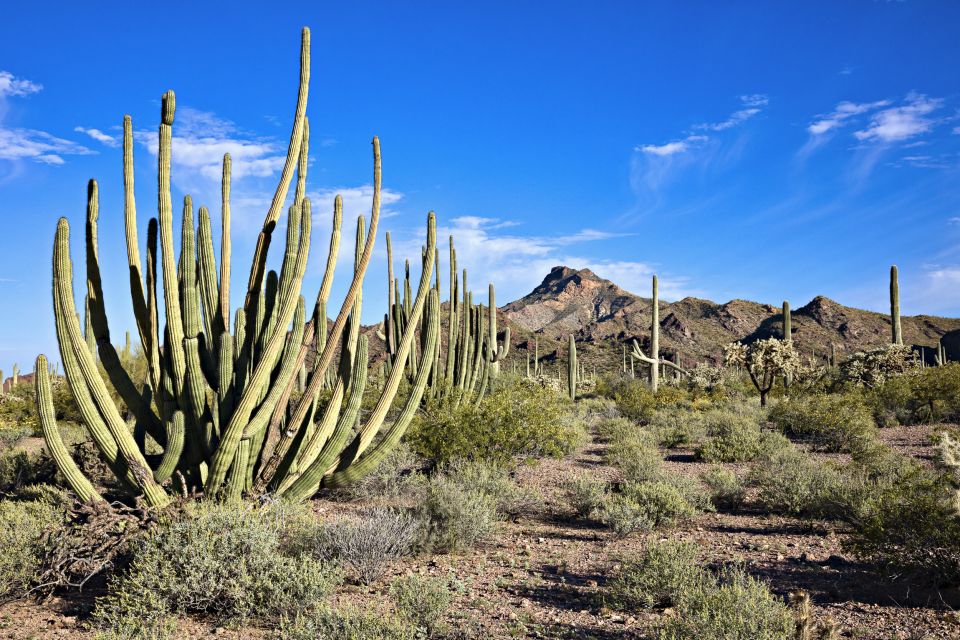 Apache Trail Tour and Lake Cruise: From Phoenix / Scottsdale - Booking and Pricing Details