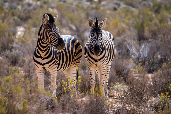 Aquila Game Reserve Safari With Park Fees, Transport & Lunch - Accessibility and Group Size