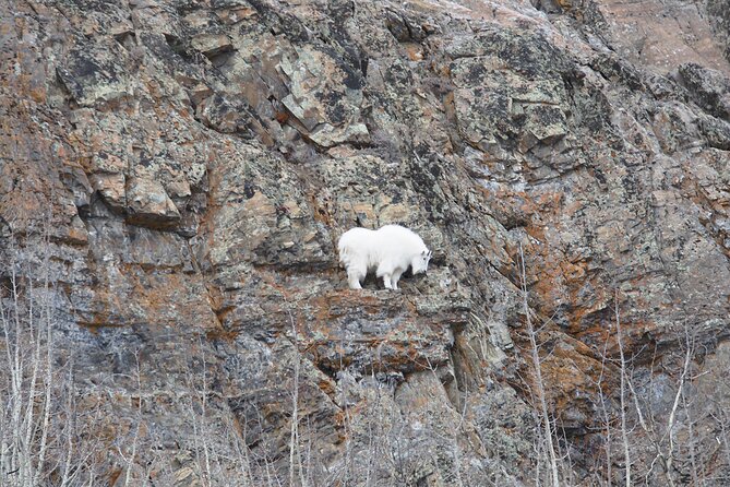 Arctic Day: Yukon Wildlife Half Day Viewing Tour - Confirmation and Accessibility