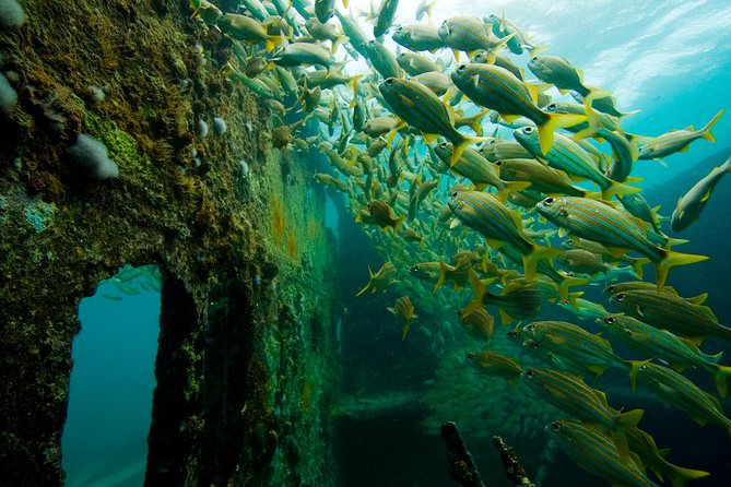 Aruba Guided Night Dive Adventure: Shallow Reefs or Shipwrecks - Marine Life Encounters at Night