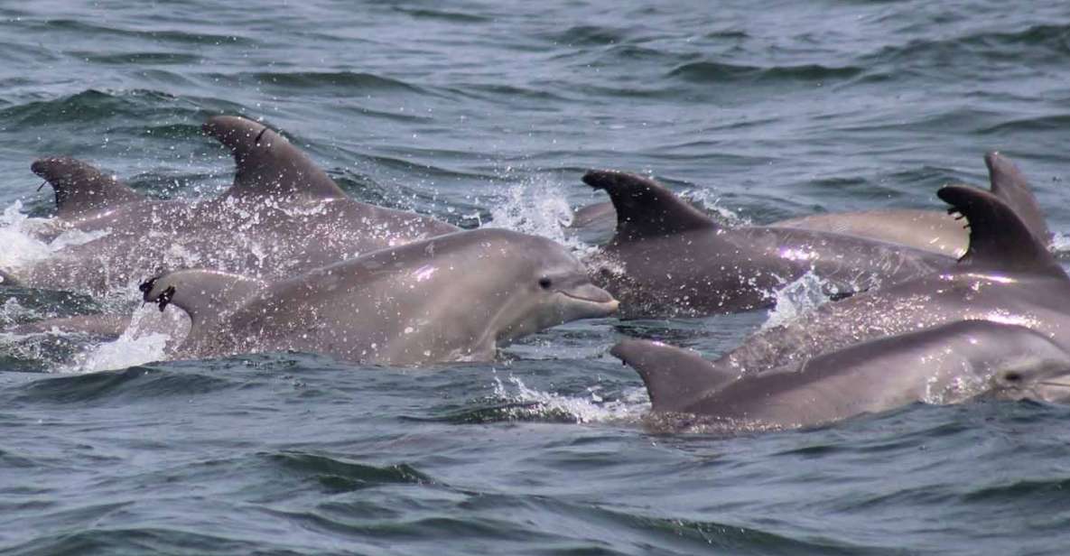 Atlantic City: Dolphin Watching Ocean Cruise Adventure - Onboard Experience and Amenities