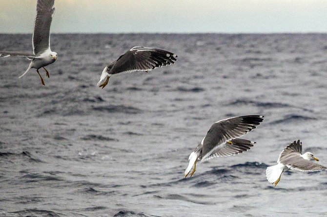 Azores Marine Birdwatching Expedition - Booking and Participation Details