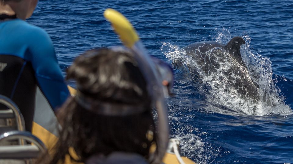 Azores: Swim With Dolphins Atlantic Experience - Small Group Sizes and Languages