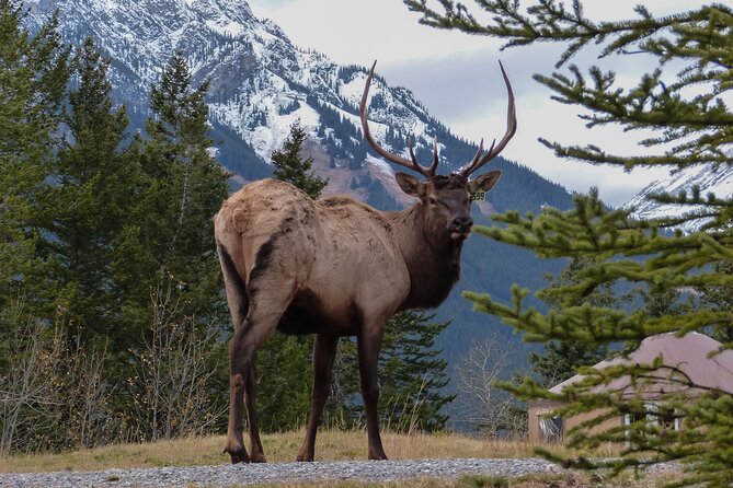 Banff Highlights & Wildlife | Award-Winning Small Group Adventure - Tour Operator