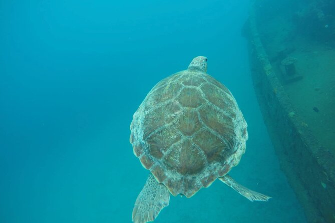 Barbados Island Tour, Monkey Feeding & Swimming With the Turtles - Swimming With Turtles at Carlisle Bay