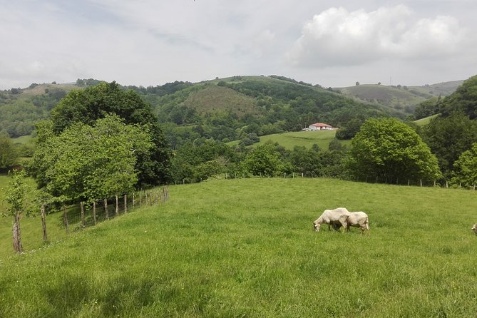 BASQUE CHEESE and TXAKOLI WINE - Private Gastronomic Adventure - Personalized Tasting Experience