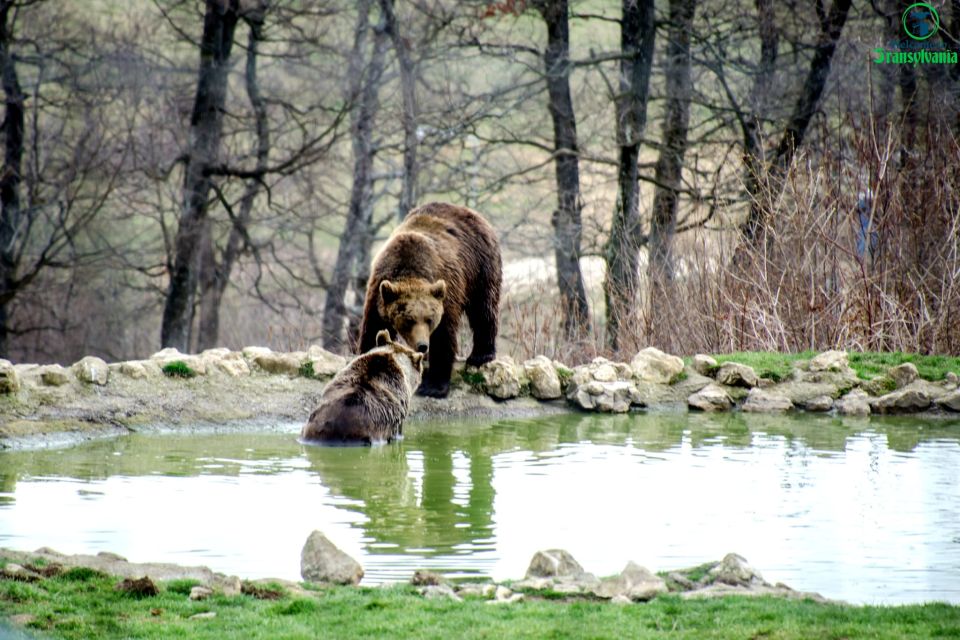 Bear Sanctuary & Bran Castle & Airport OTP From Brasov - Additional Information