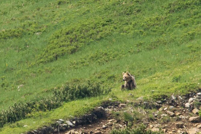 Bearwatching Hiking Day Tour in High Tatras From Poprad - Tour Confirmation and Cancellation