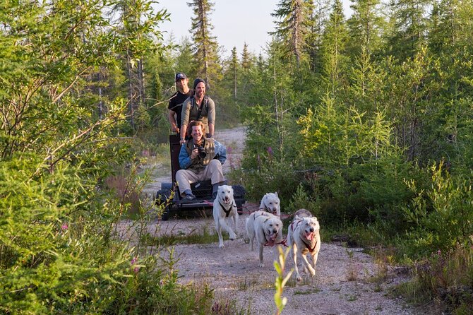 Belugas, Bears and Blooms in Churchill Manitoba - Bear Watching Opportunities