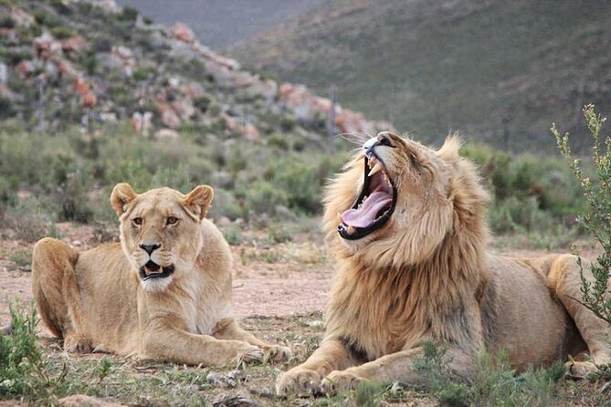 Big 5 Aquila Safari Full Day Tour and Lunch - Fantastic Safari Experience