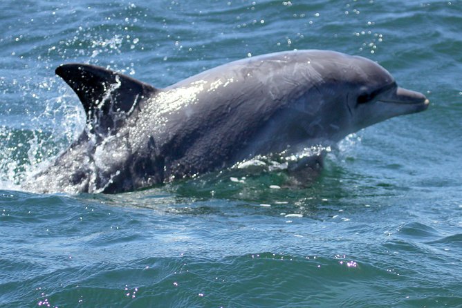 Big 5 Sea Safari in Walker Bay From Gansbaai - Marine Wildlife Sightings