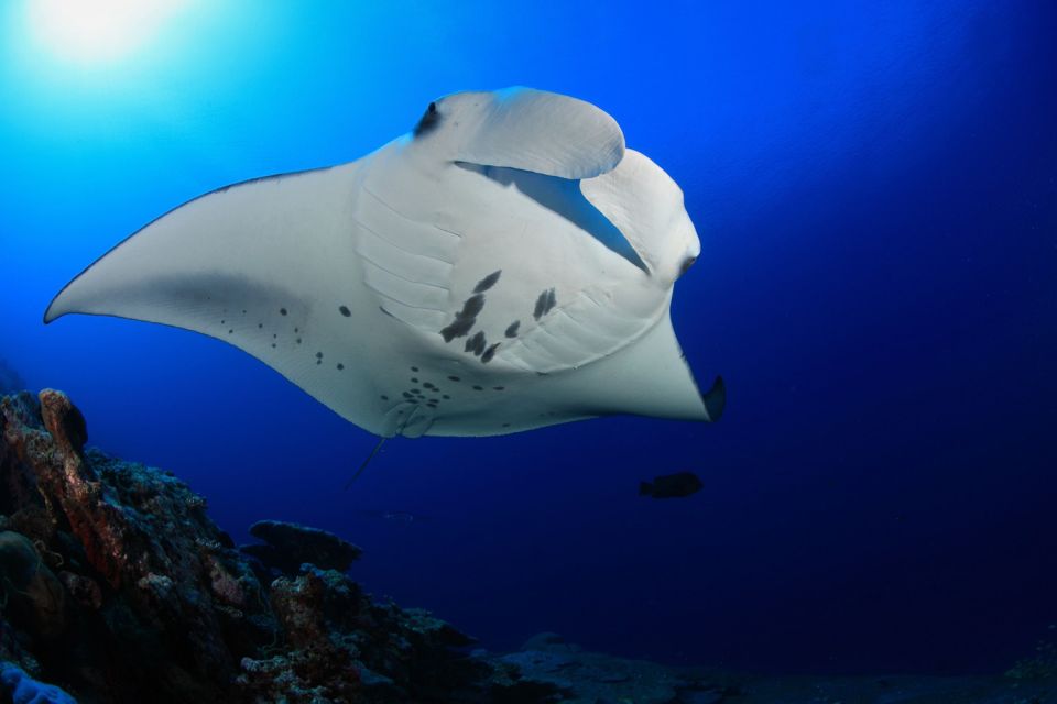 Big Island: Snorkel With Manta Rays - Manta Guarantee - Frequently Asked Questions