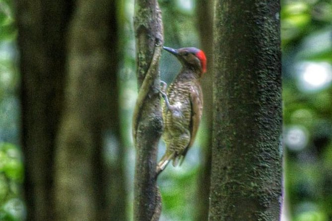 Bird Watching Tours - Tour Highlights and Experiences