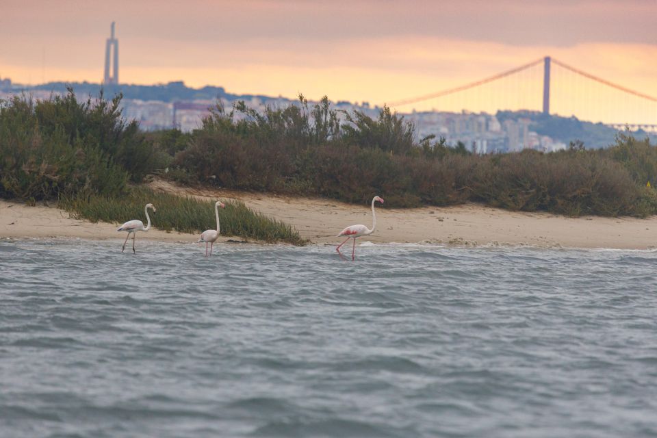 Birdwatching Boat Tour in the Tagus Estuary - Included Amenities