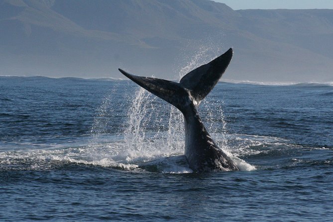 Boat Based Whale Watching From Hermanus - Guest Reviews and Recognition