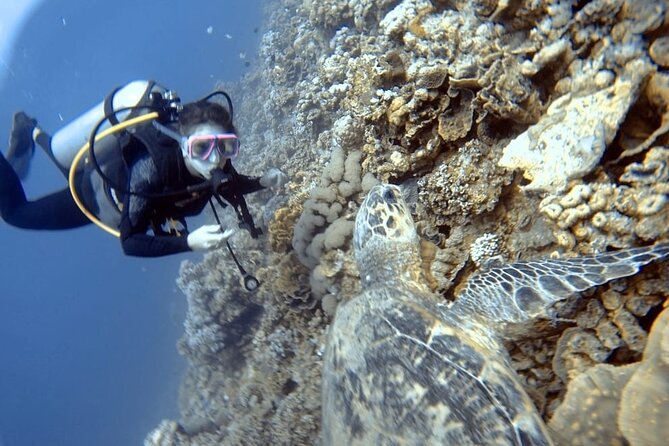 Boat Dive 2 Guided Dives With Lunch Included Wreck Dive&Reef Dive - Accessibility Information