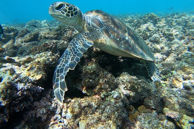 Boat Trip and Snorkeling at Daymaniyat Island - Medical Considerations