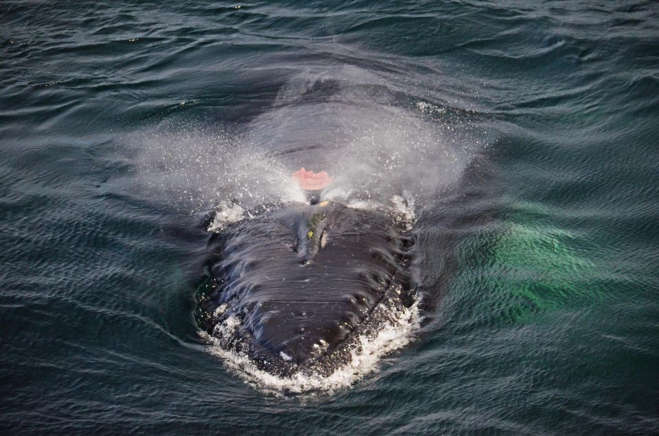 Boston: Whale Watching Catamaran Cruise - Customer Reviews and Ratings