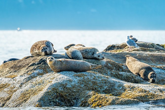 Bowen Island Dinner and Zodiac Boat Tour by Vancouver Water Adventures - Dining at Doc Morgans