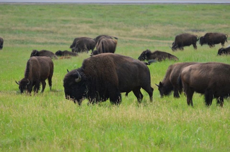 Buffalo Jeep Safari & Mammoth Site Tour - Historic Information