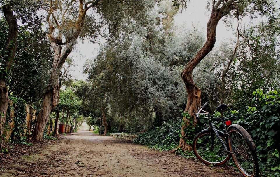 Buskett Woodlands and Dingli Cliffs Private Nature Tour - Buskett Woodlands Exploration