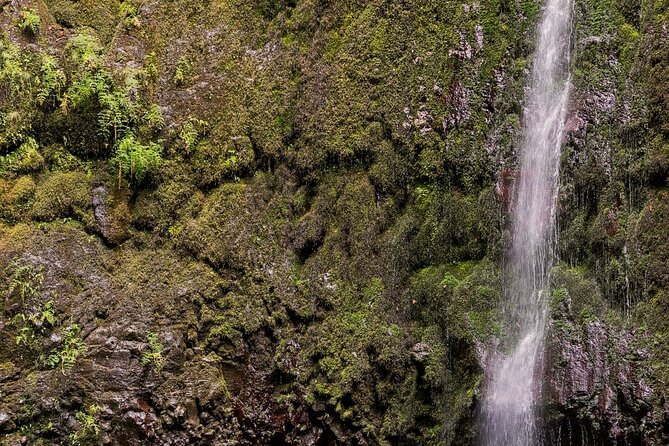 Calderão Verde Levadas Walk in Madeira - Inclusions and Exclusions of the Tour