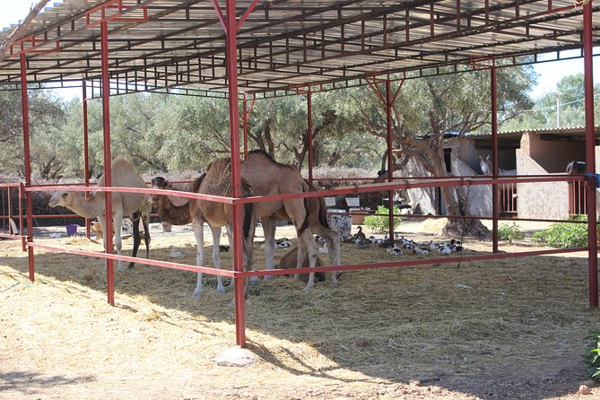 Camel Ride in the Palmeraie of Marrakech - Accessibility and Health Considerations