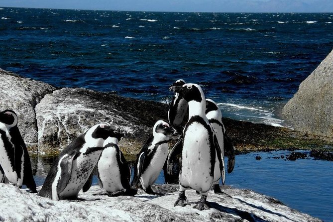 Cape of Good Hope, Cape Point & Penguins Private Customizable Afternoon Tour - Highlights of the Tour