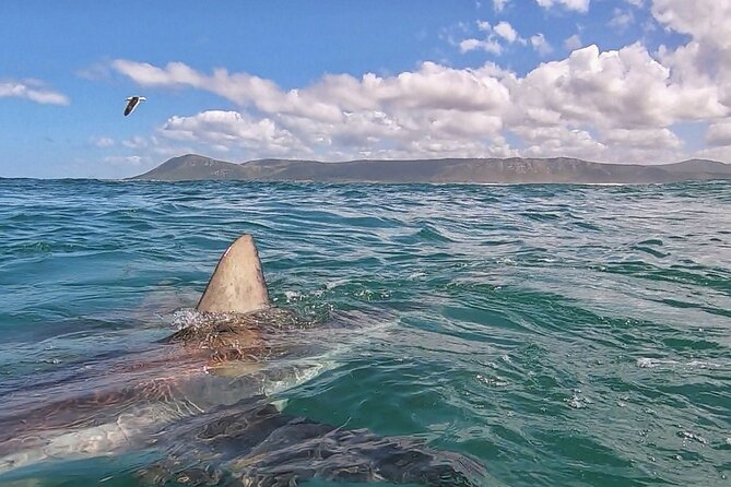 Cape Shark Diving Adventures - Additional Information