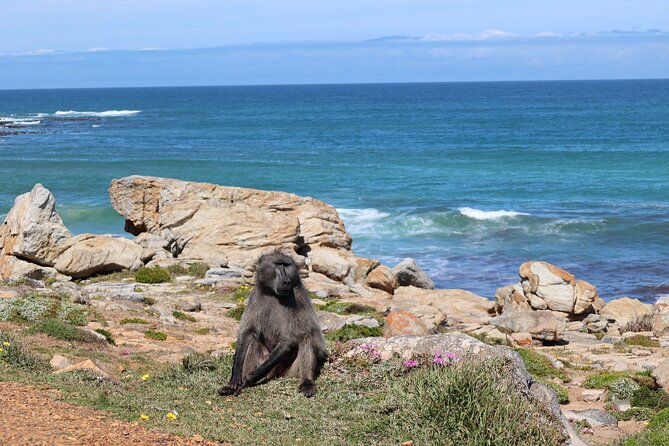 Cape Town: Cape of Good Hope, Table Mountain & Wine Tasting Tour - Reaching the Top of Table Mountain