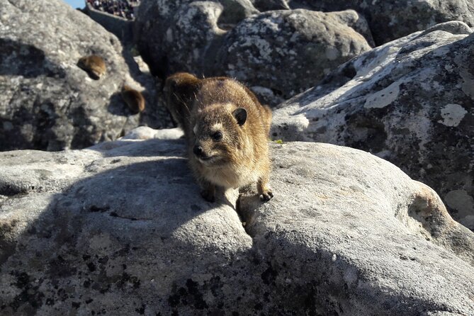 Cape Town: Table Mountain Summit Walk for the Whole Family - Positive Reviews